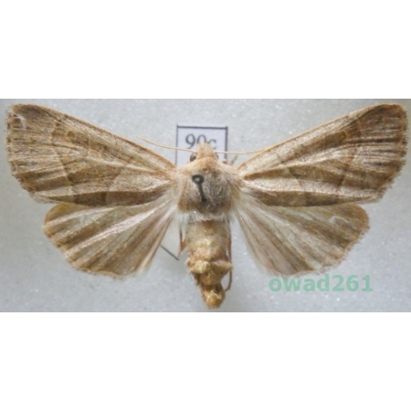 Mesogona acetosellae (Denis & Schiffermüller, 1775) Czech90c
